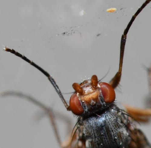 Tephrochlamys tarsalis